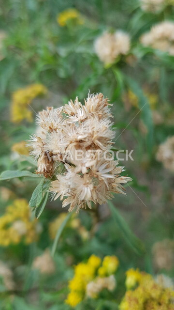 صورة مقربة للأشجار والنباتات المزهرة، الاشجار والنباتات الخضراء، زراعة الاشجار المزهرة، خلفية الطبيعة
