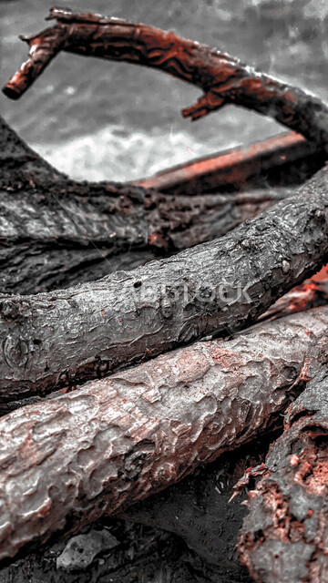 صورة مقربة للخشب المشتغل في موقد النيران، رحلة تخييم، قطع من اخشاب الاشجار، موقد النيران