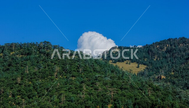 الاشجار والنباتات الخضراء، المناطق الجبلية، غابات جبلية، جمال السماء الزرقاء، خلفية الطبيعة