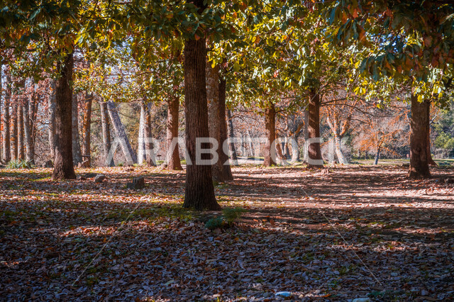 الاشجار والنباتات في الغابة، جذوع الاشجار، اوراق الاشجار الصفراء، اشجار ونباتات خضراء، جمال الطبيعة الخلابة في فصل الخريف، خلفية الطبيعة