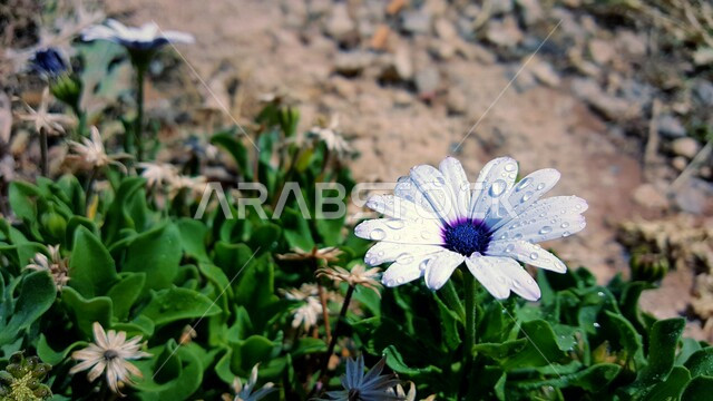 قطرات الندى فوق وردة عطرية جميلة متفتحة، زراعة الأزهار والورود، وردة بيضاء اللون، نباتات الزينة، النباتات الخضراء المزهرة، مناظر طبيعية، خلفية الطبيعة