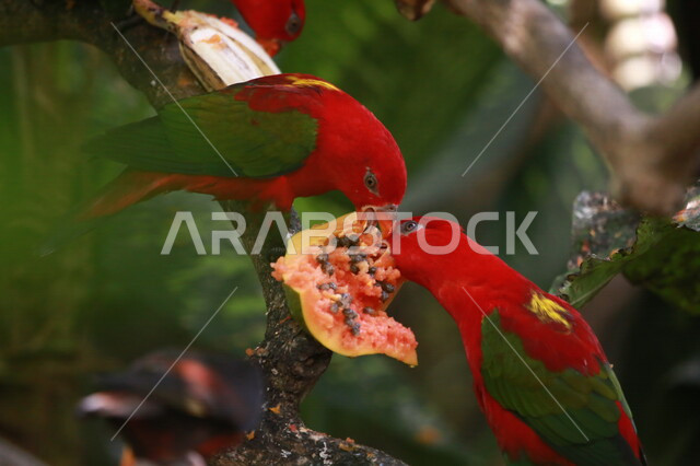 ببغاء اللوري الاحمر يقف على اغصان الاشجار، لوري احمر، طائر بألوان زاهية في الطبيعة البرية، طيور برية ناطقة، الحياة البرية، محمية طبيعية لتبرية الطيور، خلفية الطبيعة
