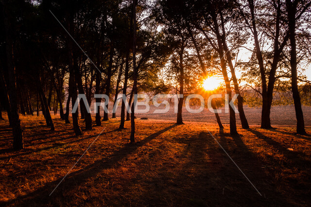 غروب الشمس الساحر من بين الاشجار والنباتات في الغابة، جذوع الاشجار، اوراق الاشجار، اشجار ونباتات خضراء، جمال الطبيعة الخلابة، خلفية الطبيعة