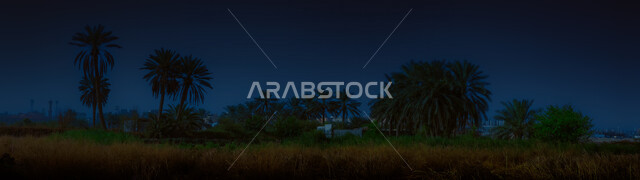 صورة بانورامية لاشجار النخيل، مزارع النخيل، زراعة الاشجار والنباتات، اشجار ونباتات خضراء، مناظر طبيعية خلابة، بانوراما، خلفية الطبيعة