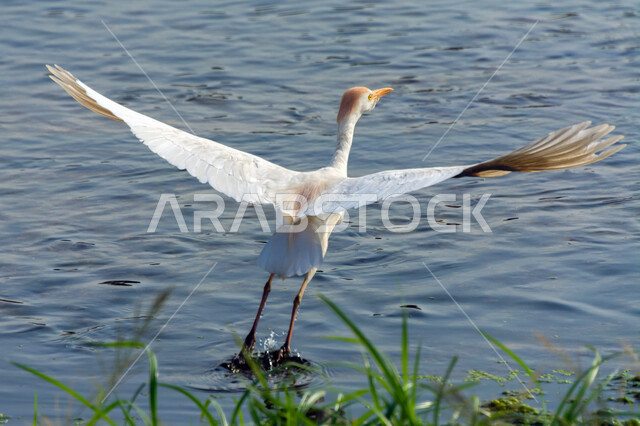 طائر البلشون الابيض داخل البحيرة، سيقان طويلة، منقار طويل، بحيرة مائية، خلفية الطبيعة، طائر مالك الحزين، طيور مائية، طيور برية، محمية طبيعية، الحياة البرية، تربية الطيور، بلشون القطعان خلفية للطبيعة
