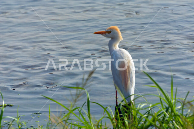 طائر البلشون الابيض داخل البحيرة، سيقان طويلة، منقار طويل، بحيرة مائية، خلفية الطبيعة، طائر مالك الحزين، طيور مائية، طيور برية، محمية طبيعية، الحياة البرية، تربية الطيور، بلشون القطعان خلفية للطبيعة