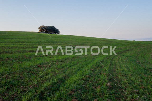 الحقول الزراعية الخضراء ، مزرعة حقول خضراء ، النباتات و المحاصيل الزراعية ، أراضي زراعية ، المروج الخضراء في فصل الربيع