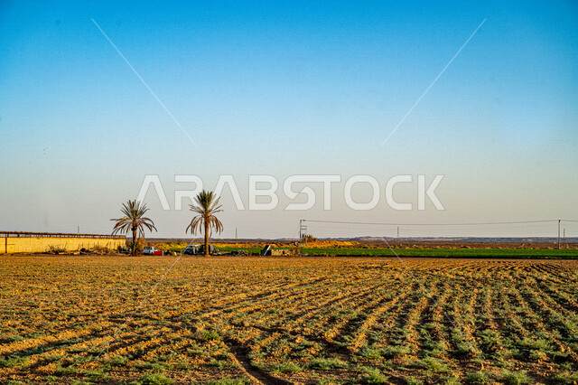 الحقول والأراضي الزراعية، النباتات الخضراء، اشجار أشجار ومحاصيل زراعية، السماء الزرقاء، خلفية الطبيعة