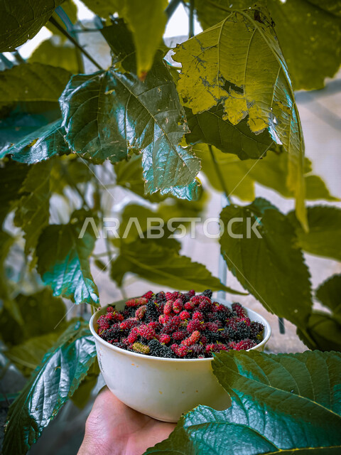 طبق من فاكهة الفرصاد تحت اشجار الفرصاد الزراعيه ، فاكهة التوت الاحمر والأسود, فاكهة صحية ولذيذة ، زراعة التوت في مزارع المملكه العربيه السعوديه , حصاد ثمار التوت