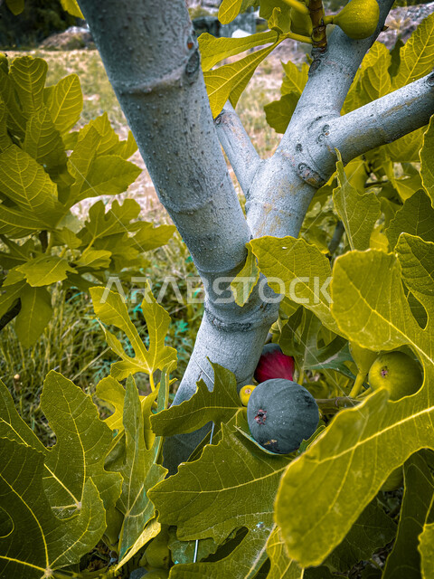 صورة مقربة لشجرة التين المثمرة اللذيذة ، أوراق التين الخضراء ، شجرة التين ، فاكهة التين الصحية