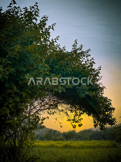  صوره مقربه لشجرة خضراء في الطبيعه الخلابه ,غروب الشمس المذهل في سماء المملكه العربيه السعوديه, حدائق ومزارع, السياحه في السعوديه