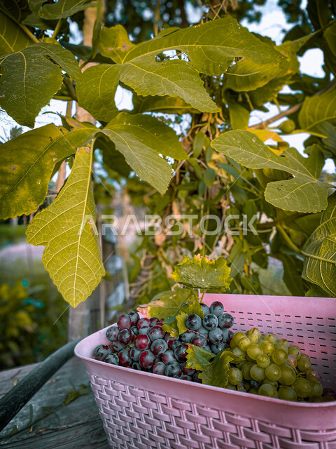 Green grape leaf trees, green and black grape fruits, healthy and delicious fruits, green and red grapes, grape picking season, growing grapes in the farms of the Kingdom of Saudi Arabia, harvesting grapes, agricultural crops