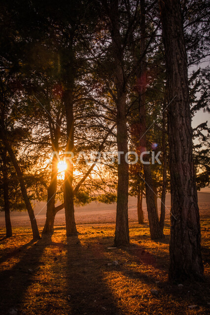 غروب الشمس الساحر من بين الاشجار والنباتات في الغابة، جذوع الاشجار، اوراق الاشجار، اشجار ونباتات خضراء، جمال الطبيعة الخلابة، خلفية الطبيعة