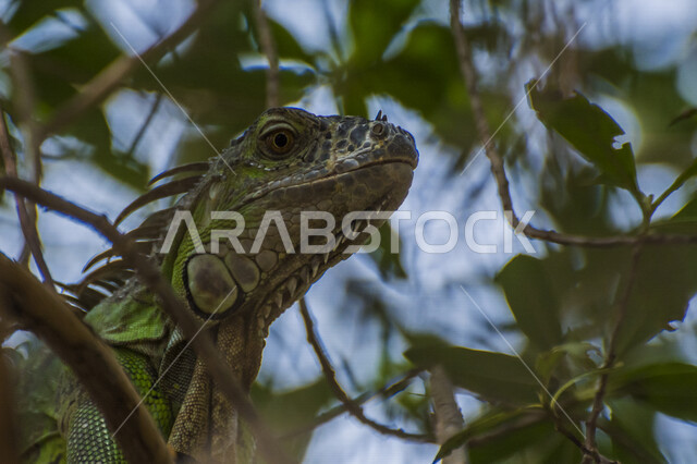Close-up of iguanas in broad daylight, vertebrate reptiles, desert wildebeest, reptile, rats, reptile background