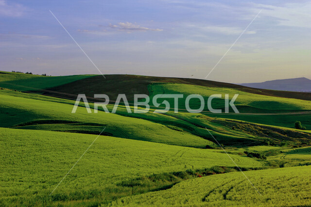 الحقول الزراعية الخضراء ، مزرعة حقول خضراء ، النباتات و المحاصيل الزراعية ، أراضي زراعية ، المروج الخضراء في فصل الربيع