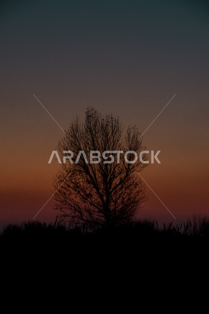 Silhouette of plants and trees, beautiful scenery, beautiful sunset sky, nature background