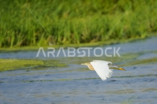 طائر البلشون يحلق فوق البحيرة ، بحيرة مائية ، خلفية الطبيعة ، طائر مالك الحزين، طيور مائية ، طيور برية ، محمية طبيعية ، الحياة البرية ، تربية الطيور