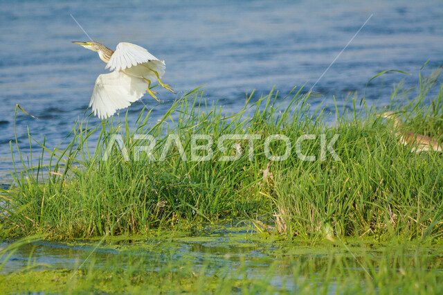 طائر البلشون يحلق فوق البحيرة ، بحيرة مائية ، خلفية الطبيعة ، طائر مالك الحزين، طيور مائية ، طيور برية ، محمية طبيعية ، الحياة البرية ، تربية الطيور
