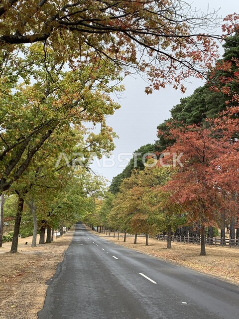 طريق وسط الاشجار والنباتات في الغابة، جذوع الاشجار، اوراق الاشجار الخضراء، جمال الطبيعة الخلابة، طريق سريع، خلفية الطبيعة