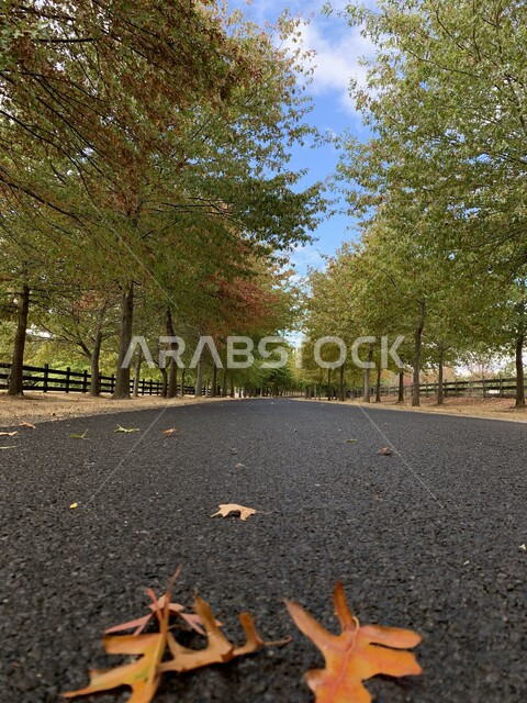 طريق وسط الاشجار والنباتات في الغابة، جذوع الاشجار، اوراق الاشجار الخضراء، جمال الطبيعة الخلابة، طريق سريع، خلفية الطبيعة