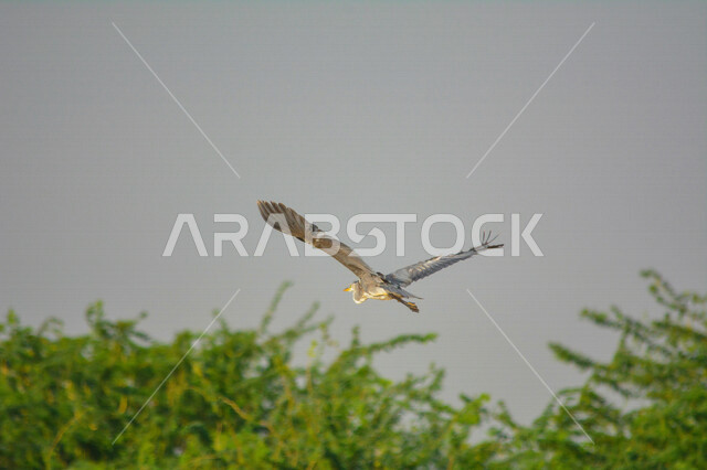 صورة لطائر مالك الحزين الأزرق الكبير يحلق في سماء المملكة العربية السعودية ، الطيور المهاجرة في السعودية ، الحياة البرية ، تربية الطيور ، محمية طبيعية ، خلفية الطبيعة