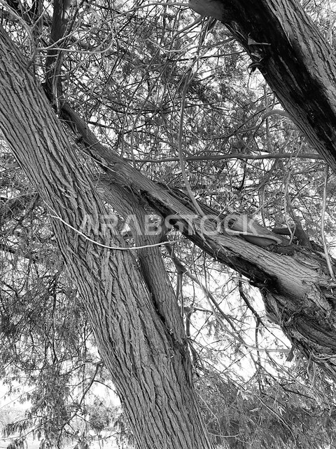 Close-up of a large tree trunk, agricultural land in Saudi Arabia, trees and agricultural crops, natural trees, nature background, black and white picture