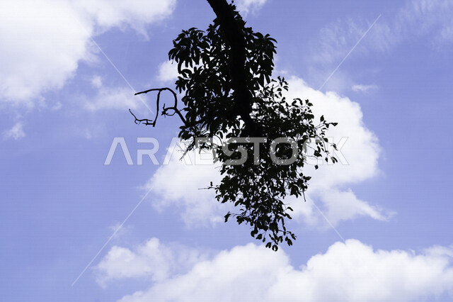 صورة ظلية لغصن شجرة ، الأِشجار الطبيعية ، خلفية الطبيعة ، جمال منظر الغيوم والسحب البيضاء في السماء الزرقاء