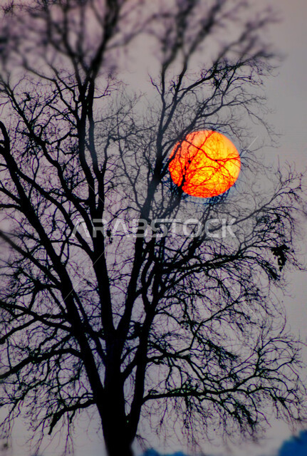 صورة ظلية إبداعية لشجرة خالية من الأوراق وقت الغروب ، جمال منظر غروب الشمس في السماء ، خلفية الطبيعة