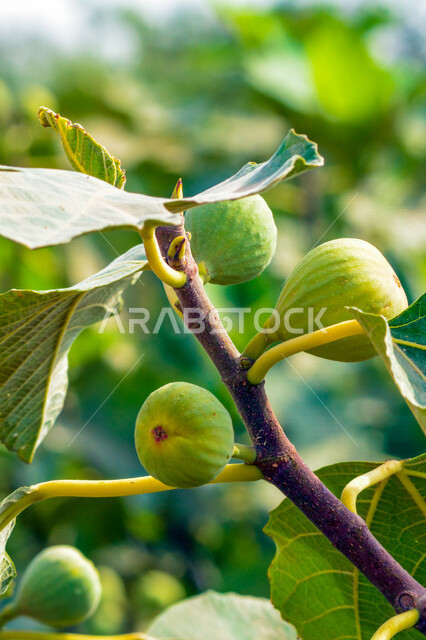 صورة مقربة لشجرة التين المثمرة، ثمرة التين، اوراق شجرة التين، فاكهة التين اللذيذة، الاشجار والنباتات المثمرة، خلفية الطبيعة