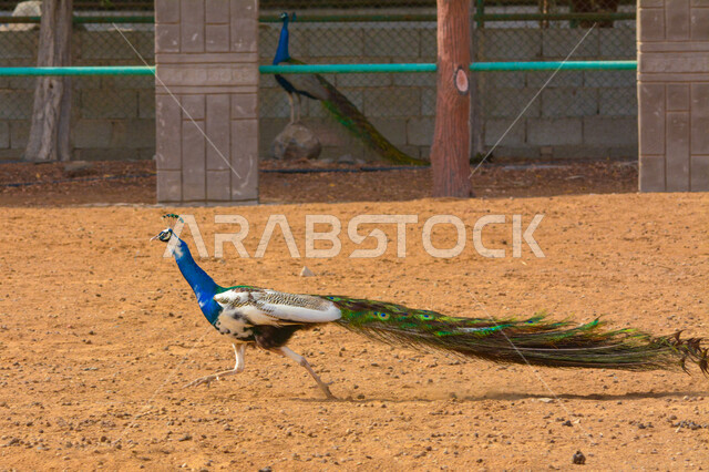 Peacock in a nature reserve, zoo, long tail, colorful peacock feathers, beautiful peacock