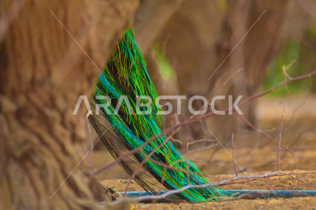 صورة مقربة لذيل طائر الطاووس من خلف جذع الشجرة، محمية طبيعية، حديقة حيوانات، ذيل طويل، الأشجار والنباتات الخضراء، ريش الطاووس الملون، خلفية طائر الطاووس