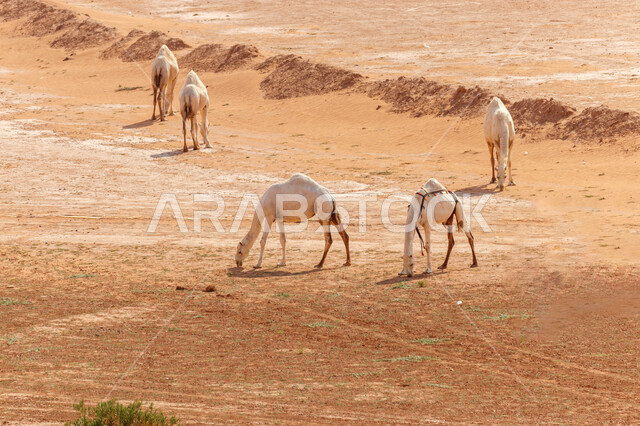 مجموعة من الجمال والأبل تسير في المناطق الصحراوية، الكثبان الرملية ، قطيع من الجمال بالصحراء في وضع النهار، تربية الجمال والإبل، الطبيعة الصحراوية