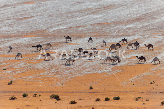 A group of camels and camels walking in the desert areas, sand dunes, a herd of camels in the desert in the daytime, raising camels and camels, desert nature