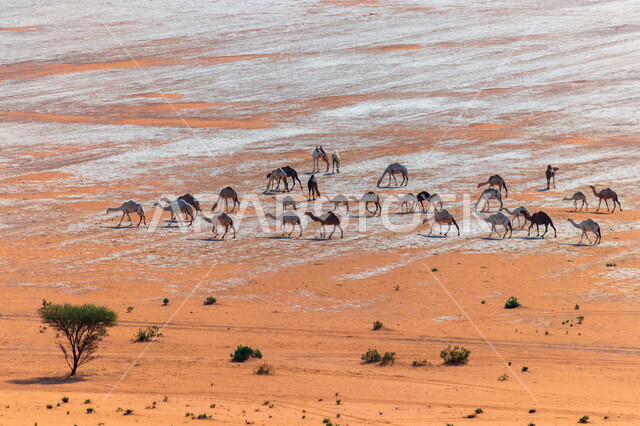 A group of camels and camels walking in the desert areas, sand dunes, a herd of camels in the desert in the daytime, raising camels and camels, desert nature