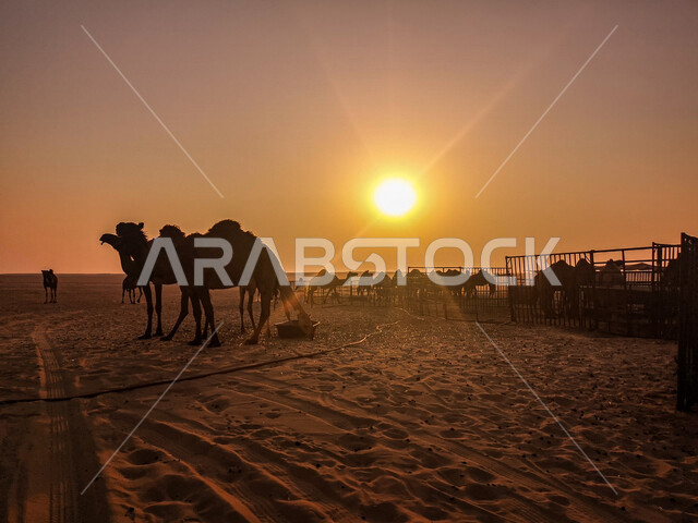 A group of camels and camels in a nature reserve in the desert during sunset, a herd of camels in the desert, camel and camel breeding, desert nature