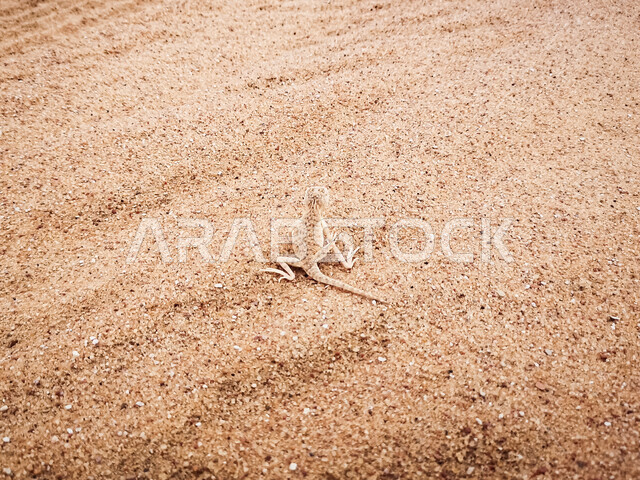 حيوان السحلية في الصحراء، زواحف فقارية، حيوانات برية صحراوية، حيوان زاحف، الجرذون، خلفية زواحف