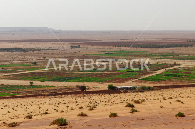 الحقول والأراضي الزراعية في المناطق الصحراوية، النباتات الخضراء، أشجار ومحاصيل زراعية، الكثبان الرملية، الرمال الذهبية، الطبيعة الصحراوية، خلفية الطبيعة