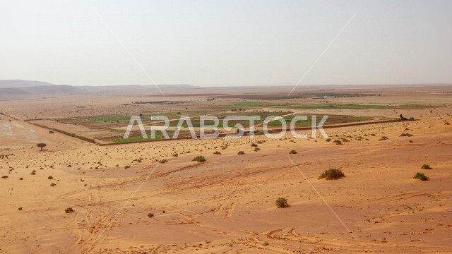 Fields and farmland in desert areas, green plants, trees and crops, sand dunes, golden sand, desert nature, nature background