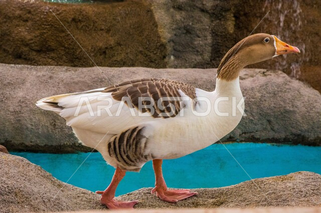 صورة مقربة لبطة برية في محمية طبيعية ، البط البري ، محمية طبيعية ، تربية الطيور ، الحياة البرية ، طيور برية