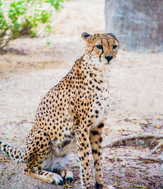 صورة مقربة لحيوان النمر ، حيوان مفترس ، حديقة حيوانات ، خلفية الطبيعة