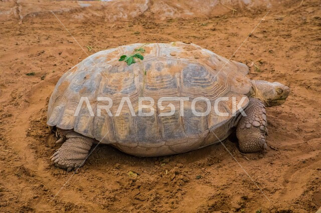 صور مقربة لسلحفاة تزحف على الرمل ، حيوانات زاحفة ، سلحفاة برية