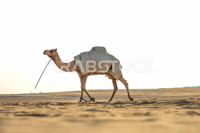 Camel walking in the middle of the desert of Saudi Arabia, Saudi deserts, camel and camel breeding, sand dunes, desert areas, desert environment
