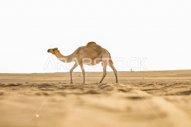 Camel walking in the middle of the desert of Saudi Arabia, Saudi deserts, camel and camel breeding, sand dunes, desert areas, desert environment