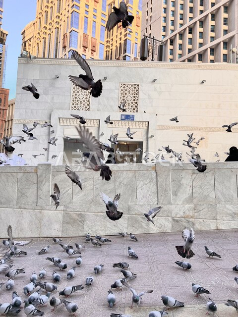 مجموعة من الحمام الزاجل أمام الحرم المكي الشريف, تجمع الطيور في ساحة الحرم المكي, مكه المكرمه, بيت الله الحرام