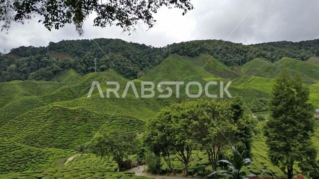 الاشجار والنباتات الخضراء في مزارع الشاي، نباتات الشاي، مناظر طبيعية خلابة، جمال الطبيعة الخضراء في مزارع الشاي