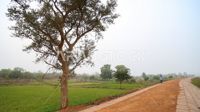 Close-up of a tree in front of a long road, green trees and plants, scenic beauty, footpath, green farms, nature background