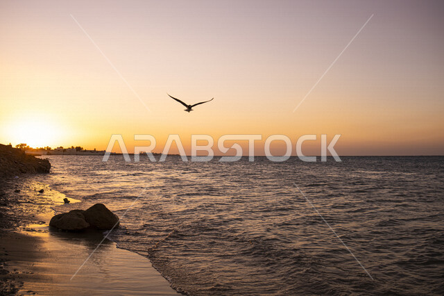 طائر النورس يحلق فوق مياه البحر، شاطئ البحر وقت غروب الشمس، مناظر طبيعية خلابة، جمال الطبيعة وقت غروب الشمس، خلفية الطبيعة