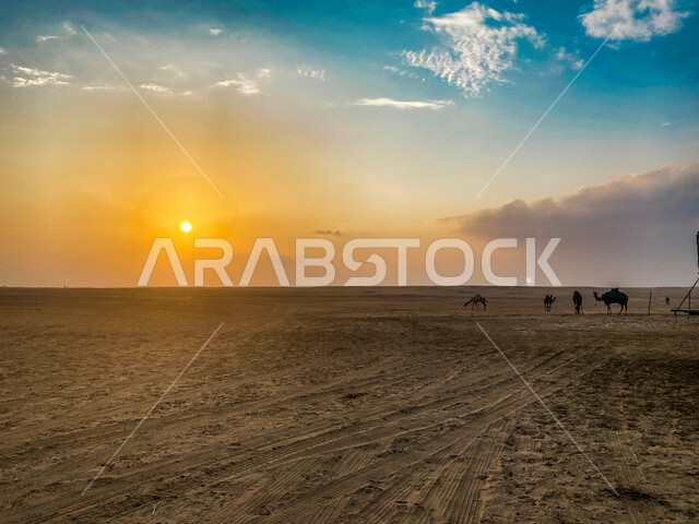 A group of camels and camels in a nature reserve in the desert during sunset, a herd of camels in the desert, camel and camel breeding, desert nature