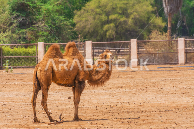 حيوان الجمل ذو سنامين ، تربية الجمال و الإبل ، محمية طبيعية ، خلفية الهجن