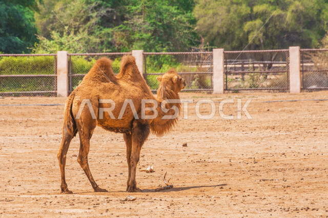 حيوان الجمل ذو سنامين ، تربية الجمال و الإبل ، محمية طبيعية ، خلفية الهجن